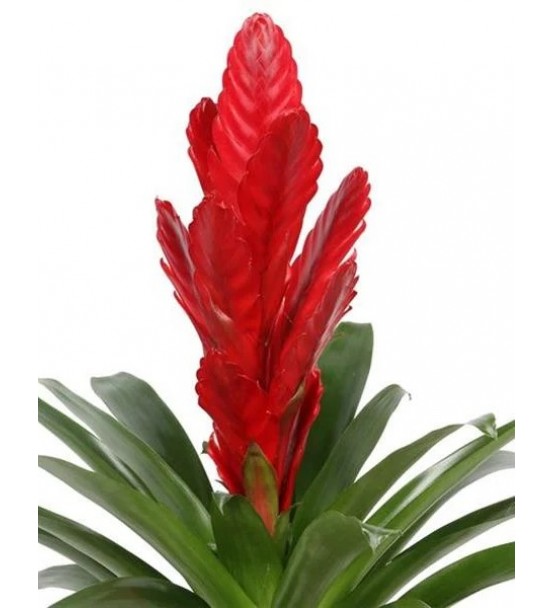 Bromelya